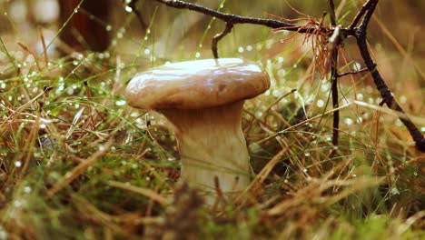 Pilzpilze-In-Einem-Sonnigen-Wald-Im-Regen.