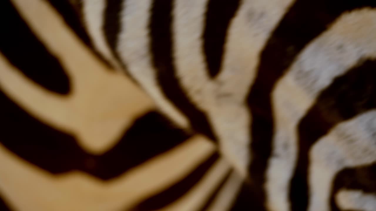 foto macro de una cara rayada de cebra con moscas que lo molestan