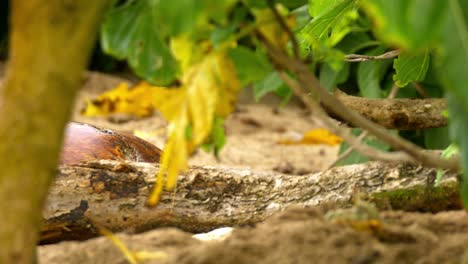 plan cinématographique d'une tête de tortue apparaissant derrière une bûche