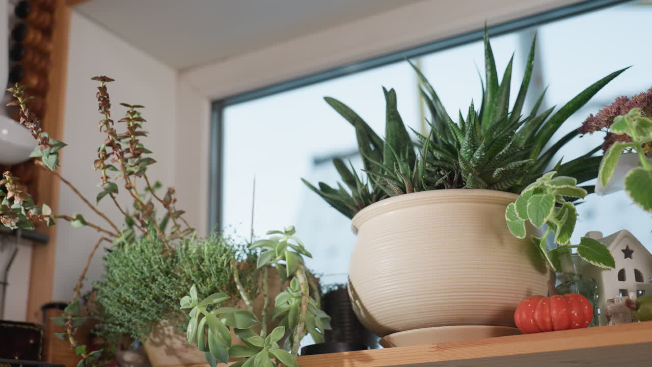 Potted flowers and succulents arranged on wooden shelf near window alongside miniature toy house and decorative pumpkin in cozy natural indoor setting with daylight