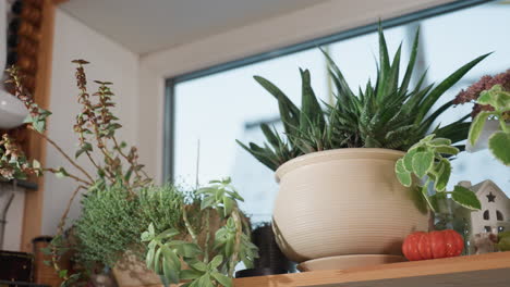 potted flowers and succulents arranged on wooden shelf near window alongside miniature toy house and decorative pumpkin in cozy natural indoor setting with daylight
