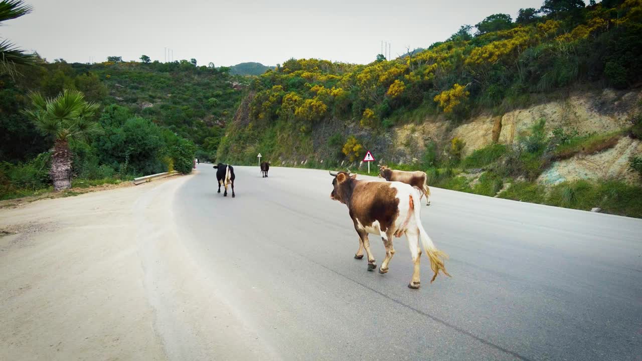 group of cows crossing asphalt road from right to left in mountain area with green trees at cloudy spring day time.