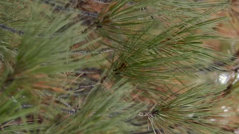 Closeup-Of-Pine-Tree-Needles