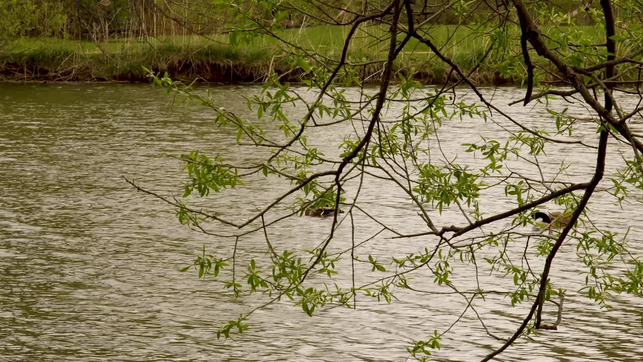 가지치기를 하면서 나뭇가지 사이로 청둥오리 관찰