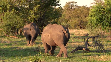 beautiful landscape with white rhinos grazing. static