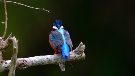 the blue-eared kingfisher is a small kingfisher found in thailand and it is wanted by bird photographers because of its lovely blue ears as it is a small, cute and fluffy blue-feather-ball of a bird