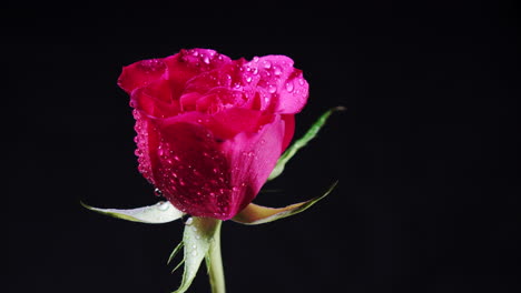 Flor-De-Rosa-Rosa-Giratoria-Con-Pétalos-Húmedos-Y-Hojas