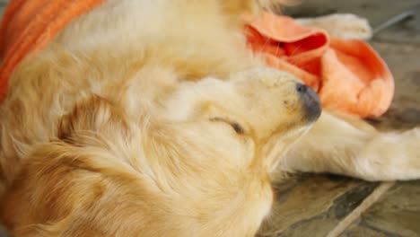 Woman-wiping-her-dog-with-towel-at-home-4k