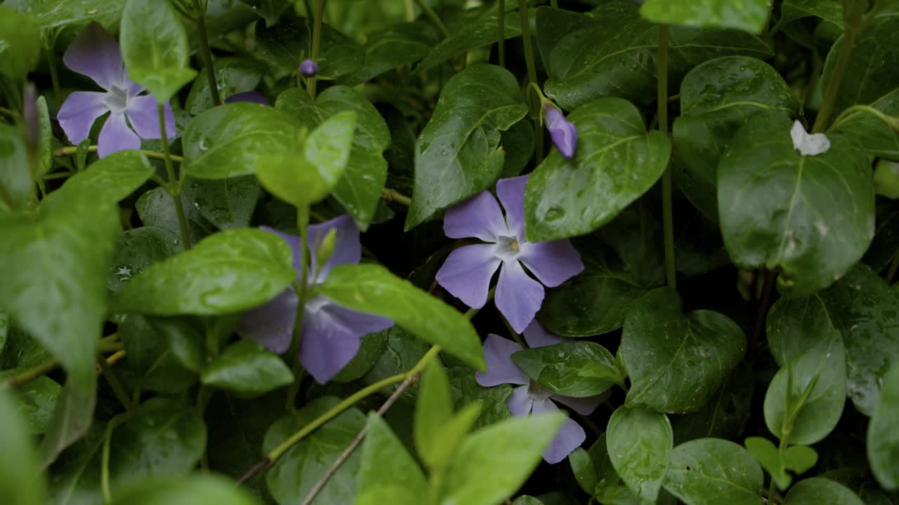 After the rain, drops on the blue loach flower and its green leaves
