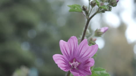 Close-Up-Shot-Of-Pink-Petunia-Flowers-60fps