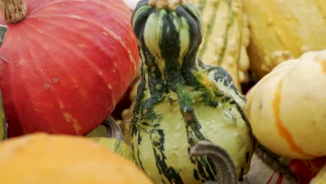 pumpkin and gourd variety in a fall display, slow motion pan