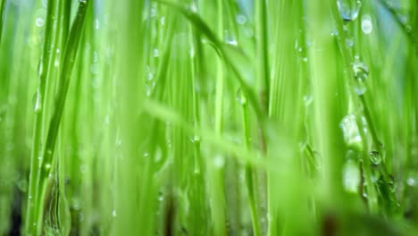 green grass close-up super macro shooting.