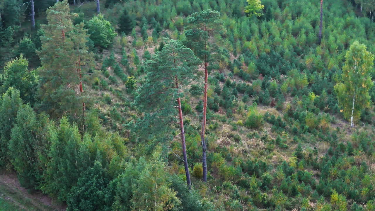 Aerial circling beautiful trees near reforestation area, Latvia