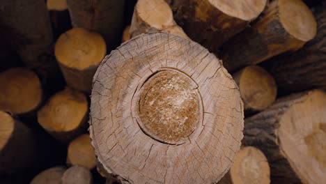 a huge woodpile of tree trunks in a warehouse of a woodworking factory