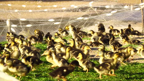 several little yellow chicks walk together in a small enclosure over the green grass in the blazing sun in cambodia