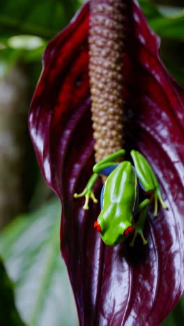 red-eyed tree frog on a tropical plant