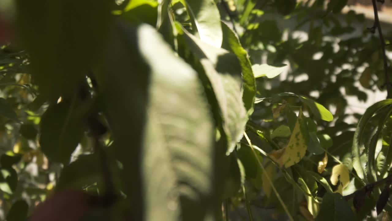 cámara grabando un árbol de durazno orgánico real desde diferentes ángulos a cámara lenta en chile