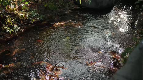 shot of a mountain creek with crystal clear water running in amazing green fores