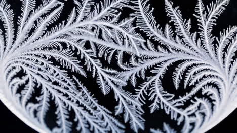 beautiful frost patterns