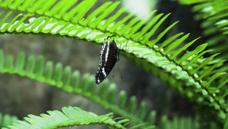 Gran-Mariposa-Eggfly-En-Hojas-Verdes-De-Helecho-En