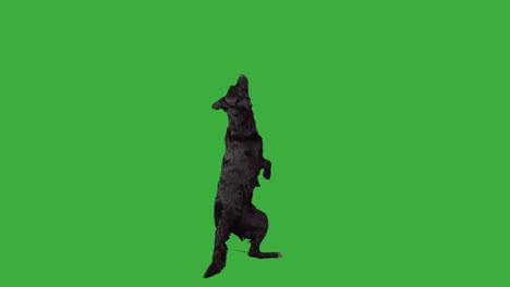 perro de raza mixta de pie en dos patas en la pantalla verde 4k