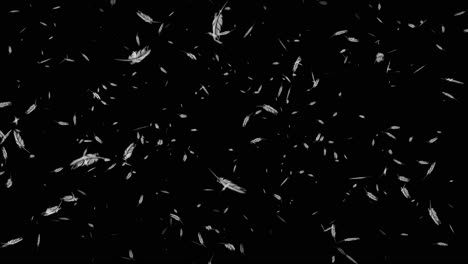 las plumas que caen
