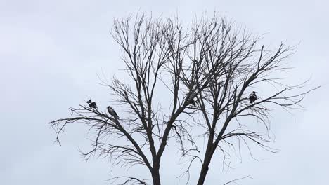 Urracas-Sentadas-En-Un-árbol-Muerto-Con-El-Viento-Soplando-Muy-Fuerte