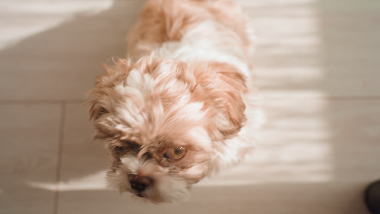 Happy Young Dog Gazing Up, Cheerful Puppy With Sparkling Eyes Gazes At Beloved Owner Happily, Delighted Young Dog With Shiny Eyes Lovingly Gazes At Its Owner With Happiness And Affection