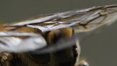 macro shot of an insect wing