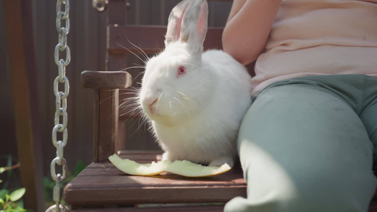Child Outdoors Interaction, Child Plays And Feeds Rabbit, Child In Nature Shares Treat With White Rabbit Happily, Child In Natural Environment Offers Food To White Rabbit Joyfully And Attentively