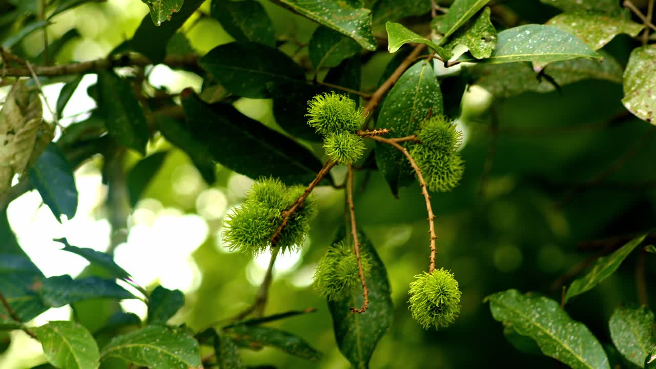 Green rambutan unripe on tree around leaves, closeup