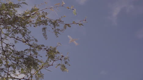 Avión-Bokeh-Volando-En-El-Cielo-Azul-Nublado-A-Través-De-Un-árbol-O-Arbusto