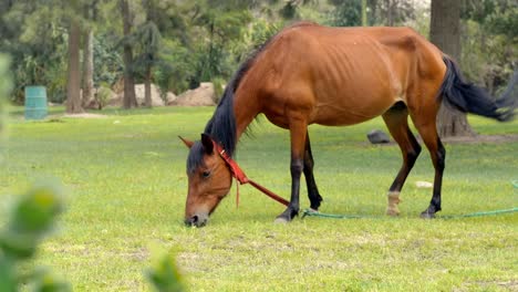 Toma-Estática-De-Hermoso-Caballo-Marrón-Comiendo-Hierba-Verde-En-La-Naturaleza