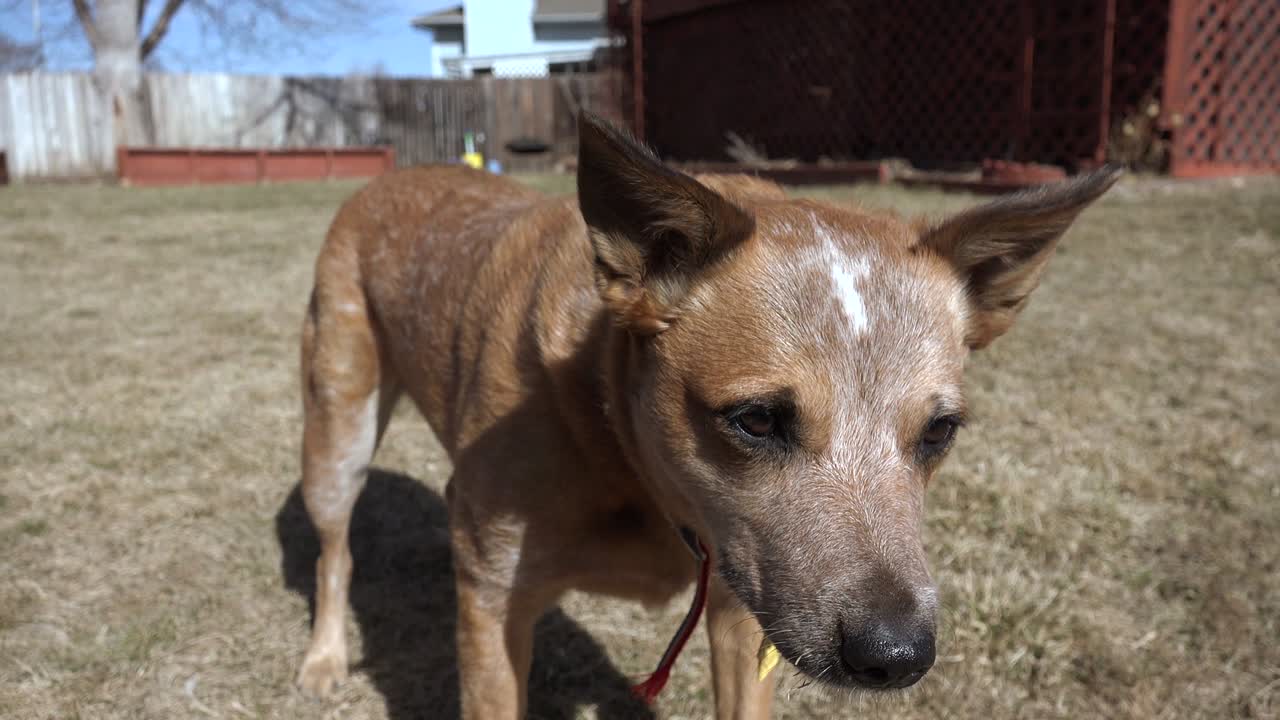 un perro en primer plano viendo seriamente al dueño corriendo tras el frisbee.
