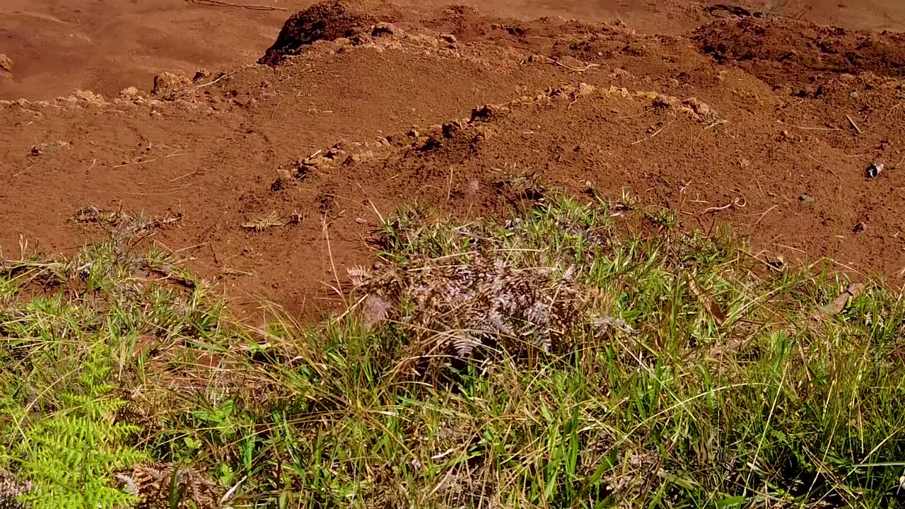 HD Hawaï, Kauai slowmotion tilt-up van gras en aarde naar Waimea Canyon met een waterval in de verte en een heldere, deels bewolkte hemel