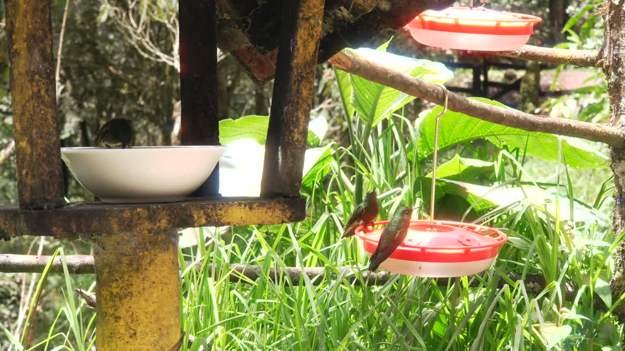 Hummingbird colibri bird Green-backed Firecrown in Cocora Valley Colombia