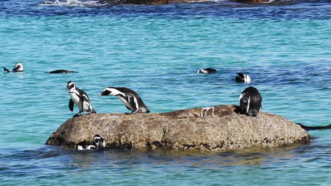 group of african penguins resting and standing on the rock surrounded by blue ocean in simonstown, western cape, south africa