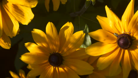 a slow motion close-up and top down shot of sun flowers