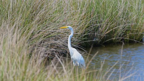 great egret standing still in a marshy estuary surrounded by tall grasses on a windy day