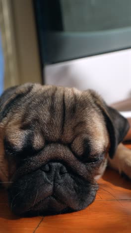 sleepy pug