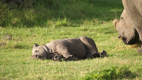 funny clip of a baby rhino kicking in its sleep before waking up with a fright