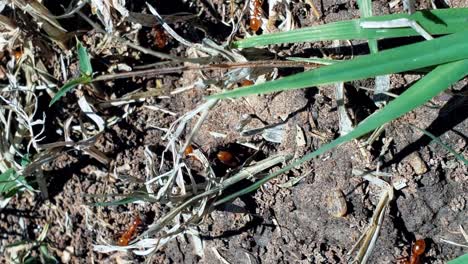 Busy ants crawling around the ground floor working on expanding their colony in the afternoon.