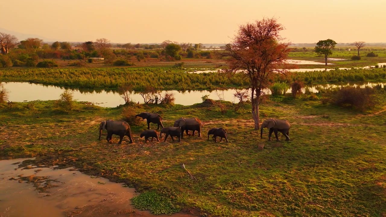 Droneopptak av ville afrikanske elefanter som går på rekke gjennom Liwonde nasjonalpark, Malawi, med én elefant som kort beiter på busker under en glødende solnedgang