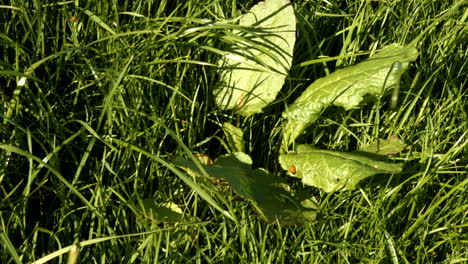 disparo aéreo de hierba verde