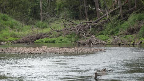 La-Erosión-Causada-Por-La-Lluvia-Y-Las-Inundaciones-A-Lo-Largo-Del-Río-Coomera-En-Oxenford,-Gold-Coast,-Australia