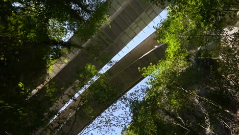 Spinning-top-shot-of-giant-bridge-and-high-trees-in-rural-forest-during-sunlight