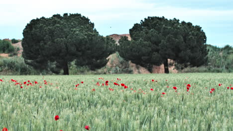 Vogel-Fliegt-über-Ein-Feld-Mit-Roten-Mohnblumen-In-Südfrankreich