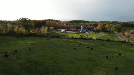 aerial view of idyllic american countryside at fall, herd of cows grazing in meadow on farming ranch field, drone shot