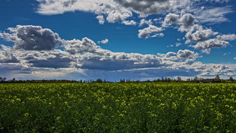 Heller-Und-Bewölkter-Himmel-über-Dem-Feld-Der-Gelben-Rapsblütenpflanze-Während-Der-Frühlingssaison