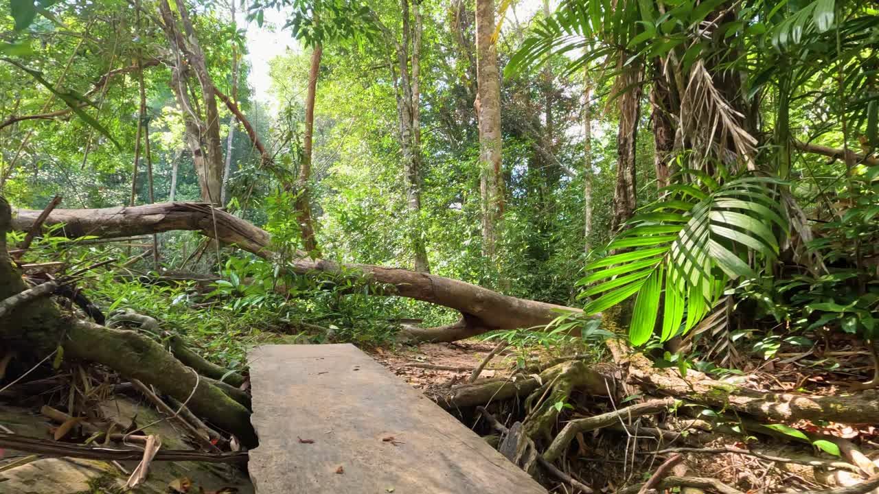 울창 한 열대 우림 에서 쓰러진 나무